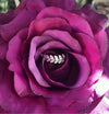 Bejeweled Leaf Ring - The Songbird Collection 